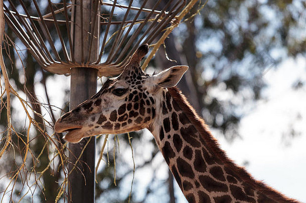 长颈鹿产于非洲，身高在15到20英尺之间，脖子很长。