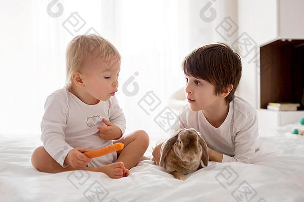 可爱的蹒跚学步的小男孩，在家里阳光明媚的卧室里用胡萝卜喂宠物兔子