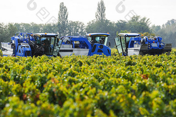 机械收获葡萄葡萄园