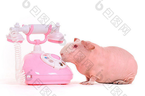 一只豚鼠靠近一个粉<strong>红</strong>色的电话，想给她的魅力朋友打电话