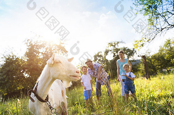 快乐年轻的家庭支出时间绿色自然山羊