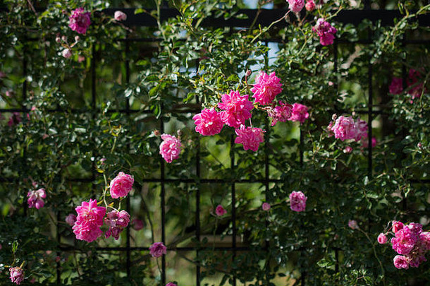 美丽的颜色玫瑰阳光明媚的春天一天