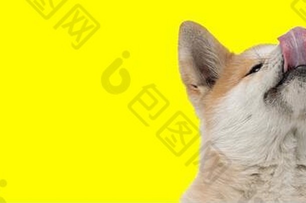 一只可爱的秋田犬的特写镜头，棕色皮毛，在黄色的工作室背景上愉快地仰视并舔着鼻子