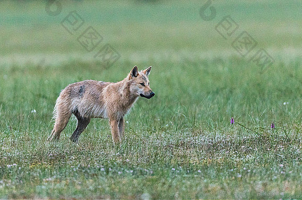 灰太狼，犬科狼疮，站在湿草地上的苔藓上，透过相机望着什么东西，库莫，芬兰