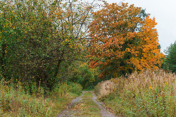 秋天的森林，黄树之间的林间小路
