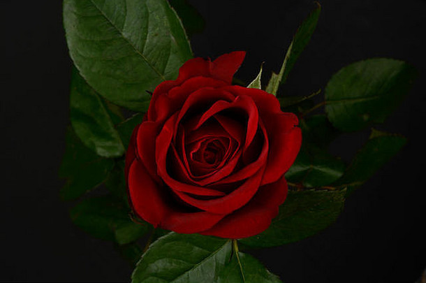 黑色背景上的玫瑰色，从上面看细节