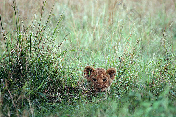 狮子幼崽（狮子豹）躺在长草上