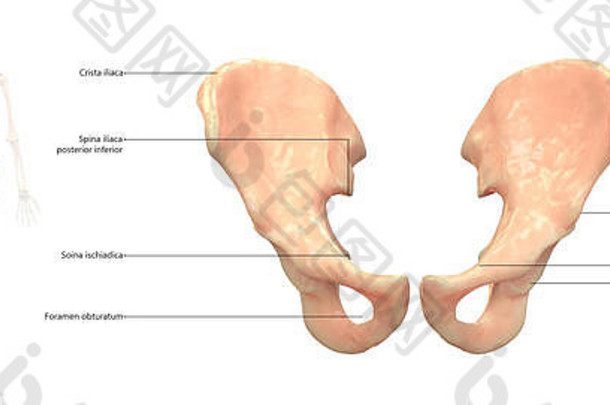 人体骨骼系统髋关节解剖前视图