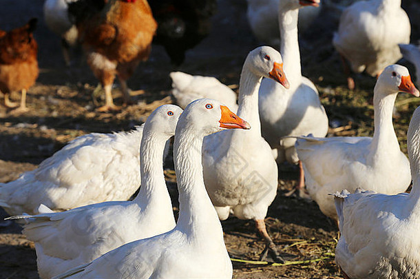 家禽饲养场里的一群白色家鹅。