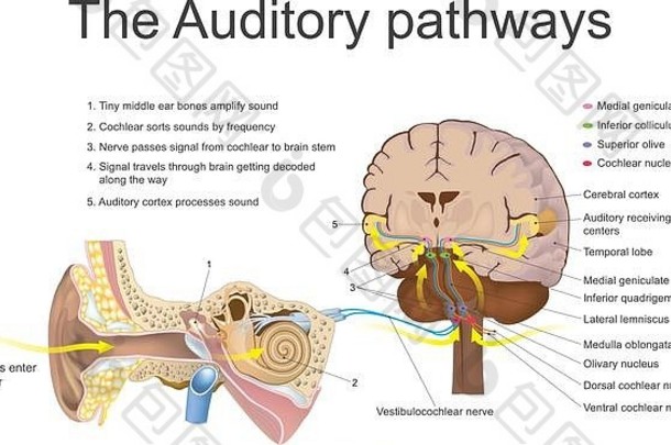听觉系统是听觉的感觉系统。它包括感觉器官（耳朵）和感觉器官的听觉部分