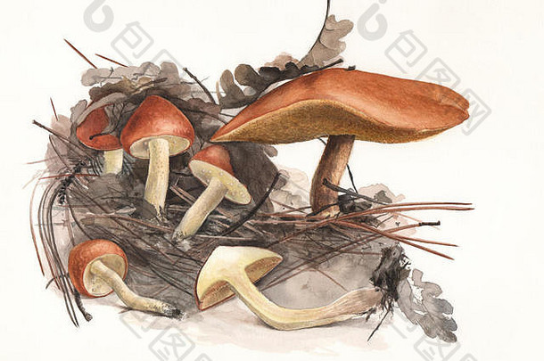 粒状猪苓。自然环境中野生蘑菇的手绘水彩插图，背景为灰白色。
