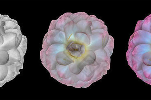 美术静物画花卉粉彩宏观的三个单独的白色粉红色黑色和白色完全开放盛开的茶花，黑色的背部