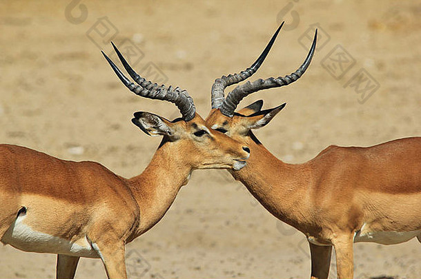 常见的黑斑羚野生动物<strong>背景</strong>非洲美丽的有趣的自然