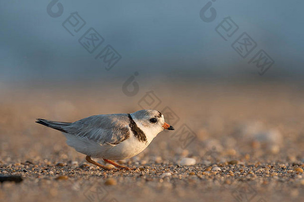 一个阳光明媚的早晨，一只濒临灭绝的成年<strong>鸣笛</strong>鸟蹲在沙滩上。