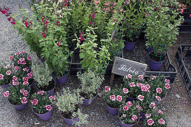 收集芳香植物，如罗勒、山艾树、百里香、韭菜和迷迭香，放在花盆和篮子中，室外花园