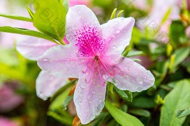 一张粉色和白色星形杜鹃花的特写照片，花瓣上有雨滴。