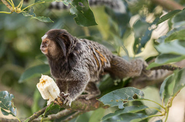 狨猴吃香蕉