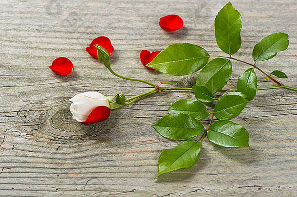 巴德软白色玫瑰绿色叶子红色的花瓣木背景