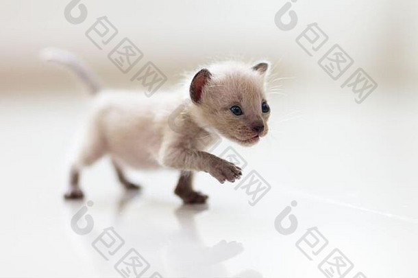 婴儿猫暹罗小猫玩沙发上针织毯子国内动物首页宠物年轻的猫可爱的有趣的猫玩首页