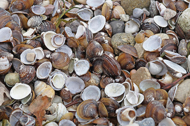 在<strong>我们</strong>的脱壳海滩上可以<strong>找</strong>到各种类型和大小的贝壳