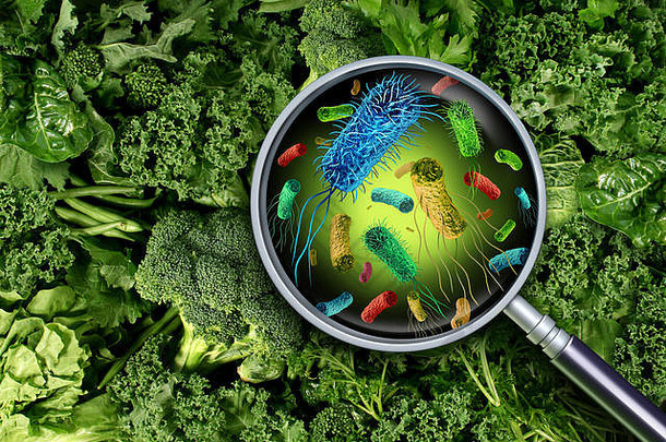 细菌细菌蔬菜健康风险摄取受污染的绿色食物包括罗马生菜<strong>生产安全</strong>概念