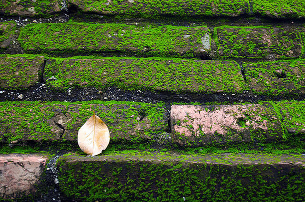 苔藓生长在叶子干燥的岩石上