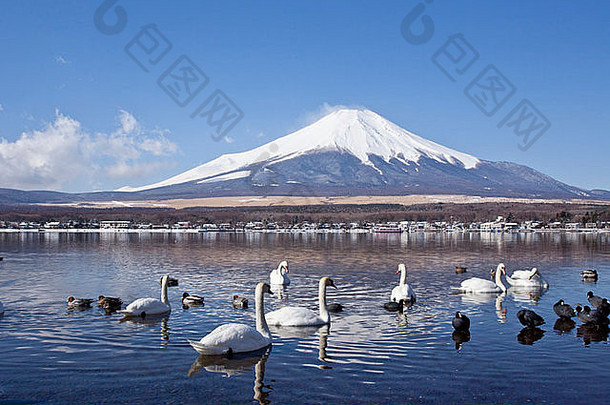 日本山中湖的天鹅