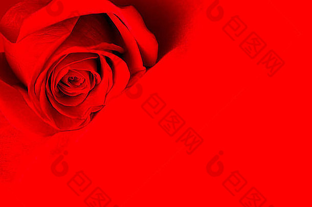 回忆。卡的概念。红底红玫瑰