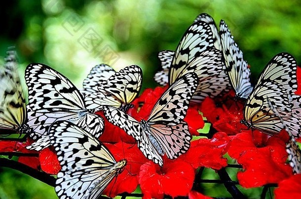 马来西亚，槟城：在槟城蝴蝶农场，蝴蝶在啜饮红色芙蓉花蜜