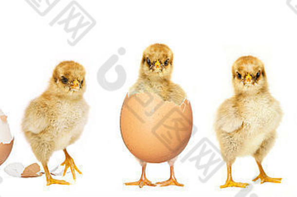 小鸡从蛋里孵出来，其他人看着
