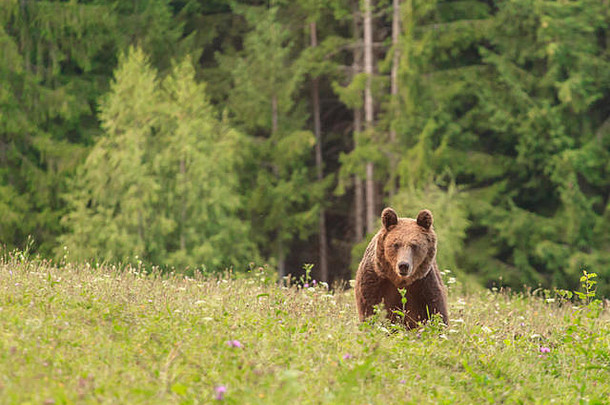 喀尔巴阡山脉的欧洲棕色（的）熊自然野生栖息地夏天