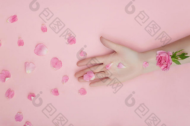 手拿粉红色的花和花瓣放在纸背景上。手部皮肤护理用化妆品。天然花瓣化妆品、精油、抗皱和