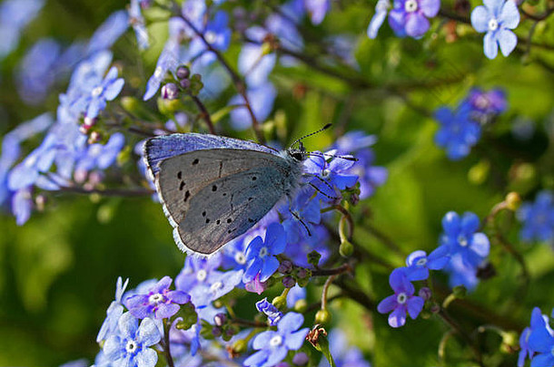 常见的蓝色的蝴蝶