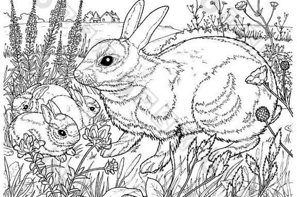 兔爪兔。黑白线条画。