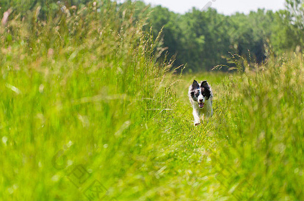 边境牧羊犬在草地上的奔跑与训练