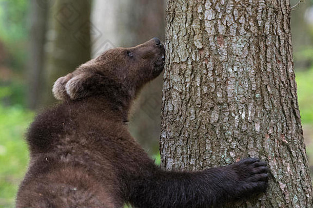 棕色（的）熊熊属arctos年轻的动物森林Notranjska（诺特拉尼斯卡）斯洛文尼亚