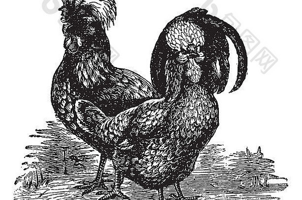 侯丹（鸡）的雌雄，复古雕刻。侯丹鸡雌雄的古老雕刻插图。