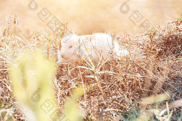 小白兔在草地上打瞌睡