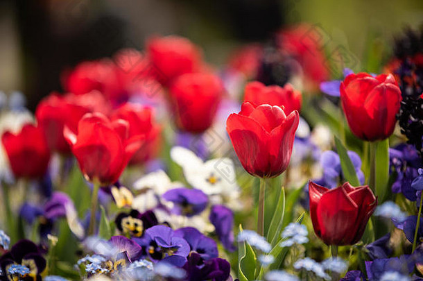 美丽的红色郁金香在一些模糊的三色紫罗兰附近拍摄。美丽的花园在春天盛开