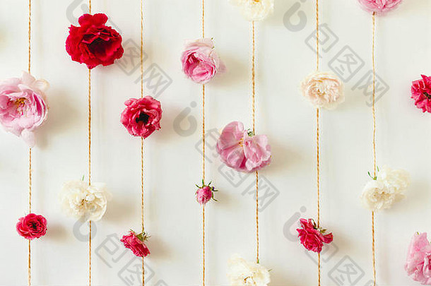 惊人的花纹理玫瑰味蕾白色墙自然花