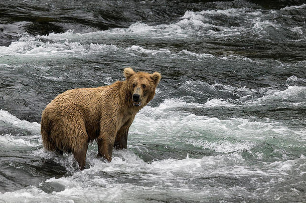 卡迈棕<strong>熊</strong>在布鲁克斯瀑布捕鲑鱼。一岁的小<strong>熊</strong>。成年<strong>熊</strong>捕鱼。阿拉斯加州