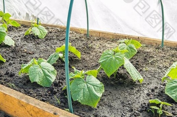 温室里的黄瓜<strong>幼苗</strong>。种植有机蔬菜，耕作。
