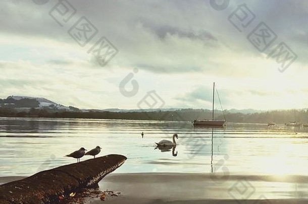 日落时温德米尔湖的景色，海鸥、天鹅和小船的剪影。平静、安宁、<strong>祥和</strong>