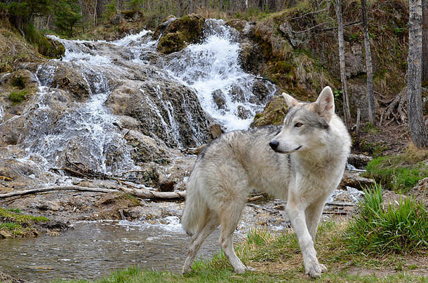 加拿大西部的灰狼。100%纯狼
