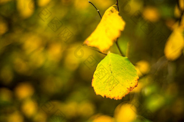 英国林地景观中明亮的秋天山毛榉树叶