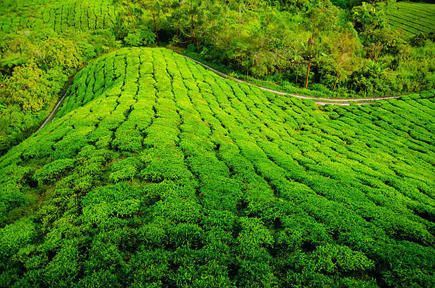 茶种植园马来西亚