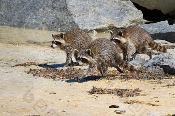 佛罗里达海滩上三只奔跑的小浣熊
