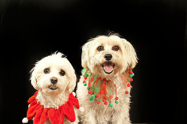两只戴圣诞围巾的小狗，小，可爱，可爱，
