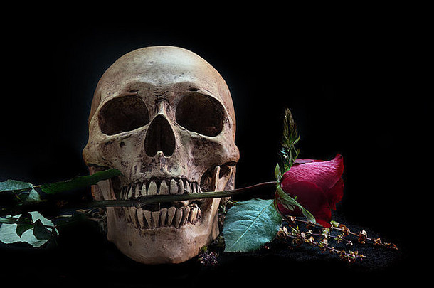 带红玫瑰的人类头骨的静物画，黑色地板上的电话