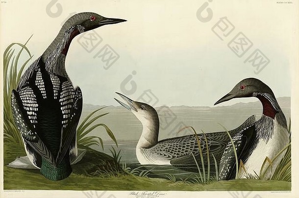 图<strong>版</strong>346黑喉潜水员（太平洋九<strong>龙</strong>）美国鸟类对开本（1827-1839）约翰·詹姆斯·奥杜邦，非常高分辨率和高质量的编辑图像